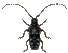 picture of an asian longhorn beetle